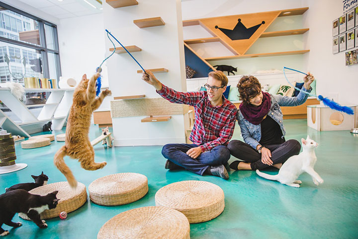 Sweet Engagement Session At A Cat Cafe