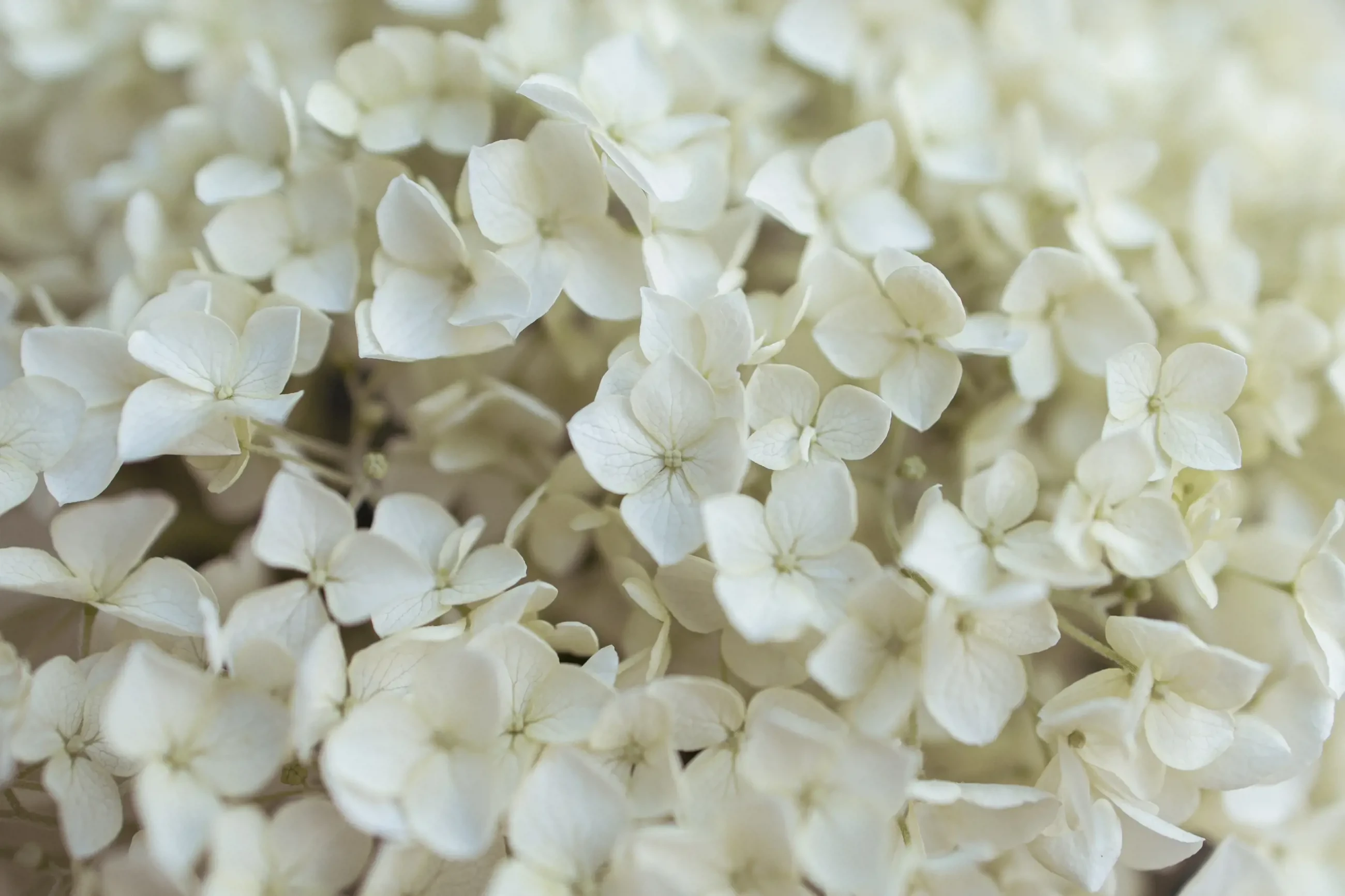 Tips to Have A Sustainable Wedding